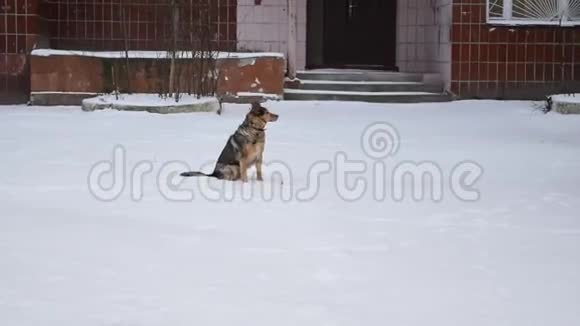 冬天狗坐在雪上视频的预览图