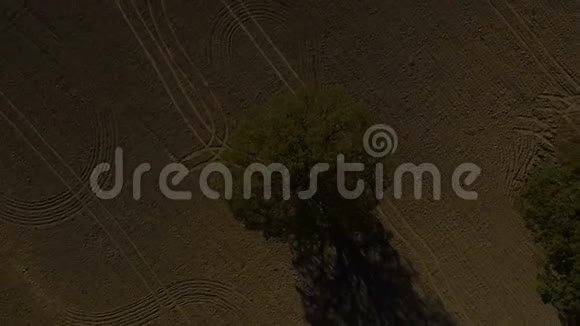 空中无人机拍摄橡树孤独的橡树田视频的预览图