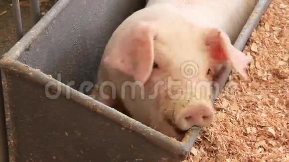 猪在槽里视频的预览图