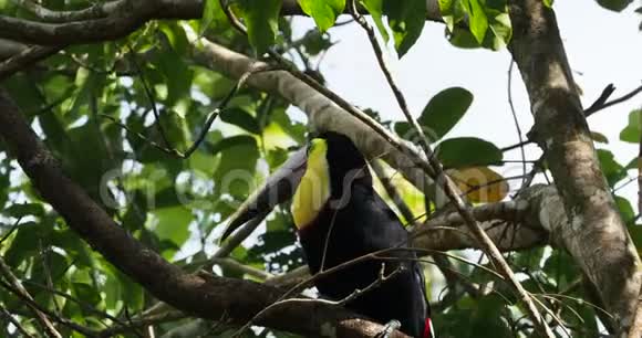 黄刺黑目的图堪拉姆法斯托斯双角星是一种大型的巨嘴鸟视频的预览图