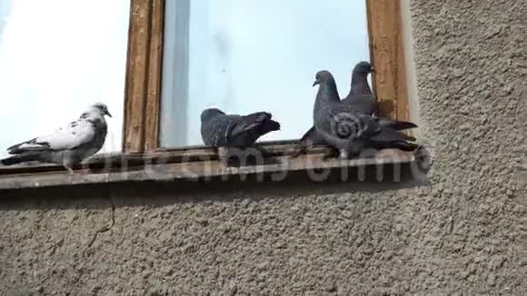 阳光明媚的一天一群鸽子坐在一个古老的木制窗台上玩耍视频的预览图