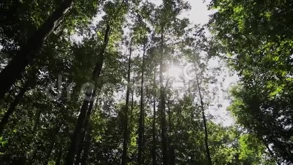 阳光透过公园的树木阳光刺眼视频的预览图