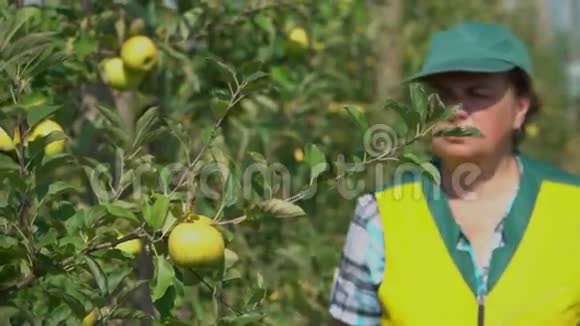 农学家检查苹果树的状况视频的预览图