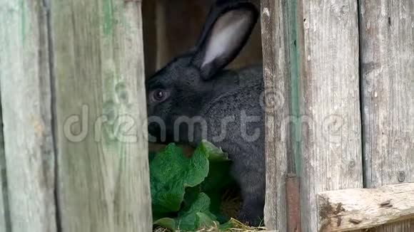 黑兔吃干草逃跑视频的预览图