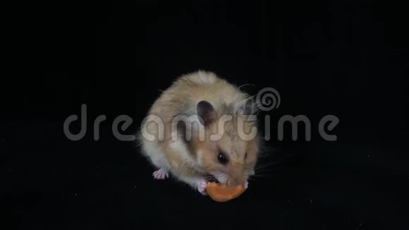 一只棕色的大仓鼠吃胡萝卜视频的预览图