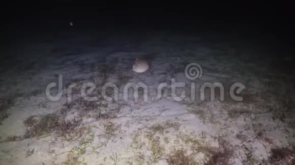夜潜蟹菲律宾明多罗视频的预览图