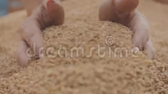 女人用手舀一粒大麦视频的预览图
