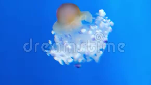 脉冲地中海果冻运动煎蛋水母运动地中海深蓝色水下背景视频的预览图
