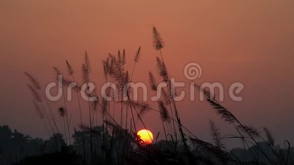 尼泊尔Chitwan国家公园晨曦中的粉红橙色天空视频的预览图