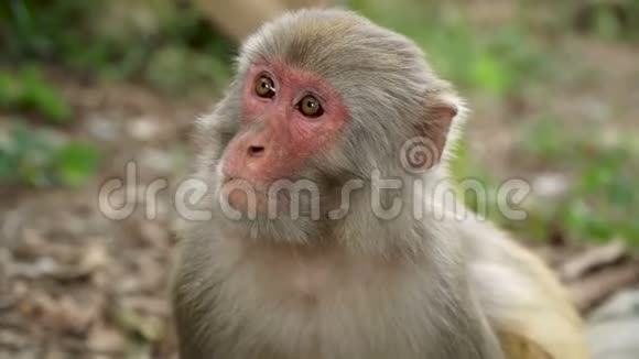 丛林中猴子的肖像视频的预览图