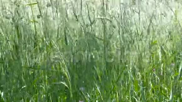 风在田野里吹着高大的草视频的预览图