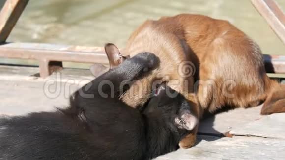 棕色和黑色的猫在阳光的照射下在户外互相咬咬牙视频的预览图