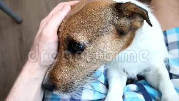 男人抚摸一只狗杰克罗素猎犬视频的预览图