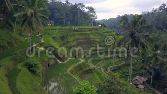 高空俯瞰巴厘岛景观与梯田稻田视频的预览图