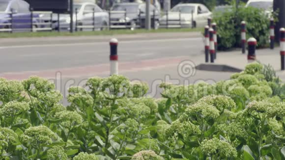 夏天城市的人和车模糊了视频的预览图