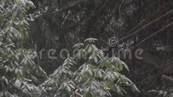 冬天杜鹃花上的雪后面有松树视频的预览图