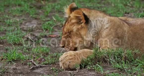 非洲狮子美洲狮幼狮舔它的爪马赛马拉公园在肯尼亚视频的预览图