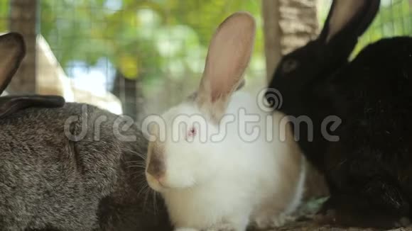 兔子吃大兔子兔子吃草视频的预览图
