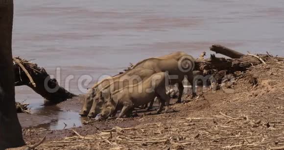 Warthogphacochoerusaethiopicus成人和年轻人在肯尼亚的Samburu公园River喝酒视频的预览图