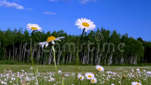 草地上的雏菊蓝天白云视频的预览图
