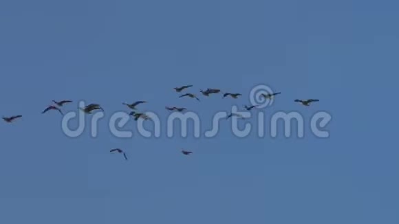 成群的野灰鹅在飞行中迁徙视频的预览图