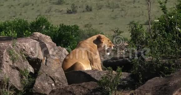 非洲狮子豹狮子女站在公鸡马赛马拉公园在肯尼亚视频的预览图