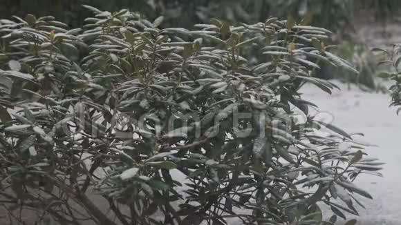 冬天杜鹃花的大雪视频的预览图