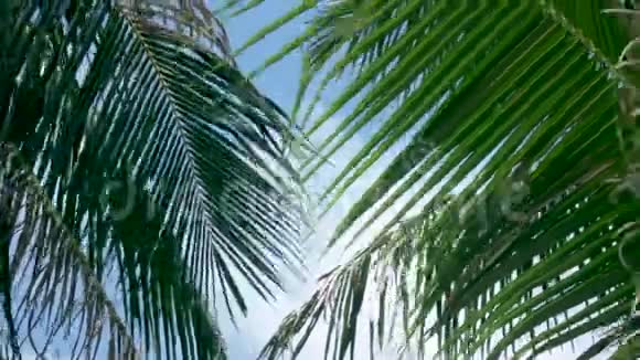 海景和蓝天由棕榈叶构成6张照片视频的预览图