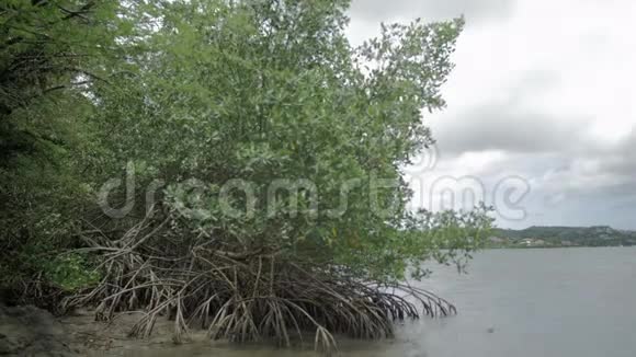 沼泽和海洋中红树林的根视频的预览图