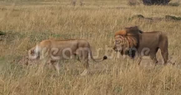 非洲狮子潘特拉里奥配对步行马赛马拉公园在肯尼亚视频的预览图