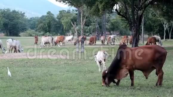 泰国牛在田里吃草视频的预览图