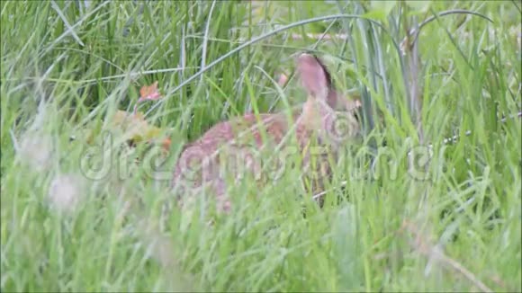 兔子吃草中的植物茎视频的预览图