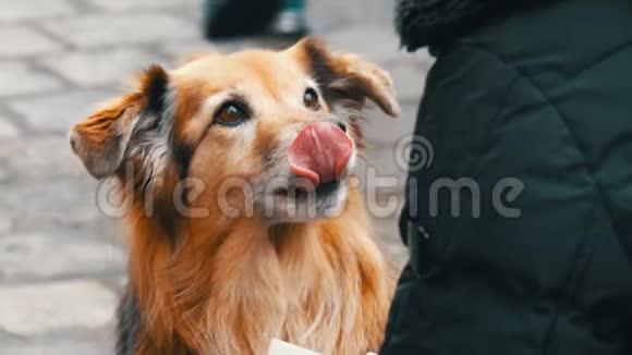 街上饥饿的狗向一个女孩要一块香肠食物狗舔了舔女孩的鼻子和手指视频的预览图