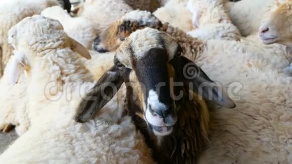 羊场上的羊等着轮到他剪羊毛视频的预览图