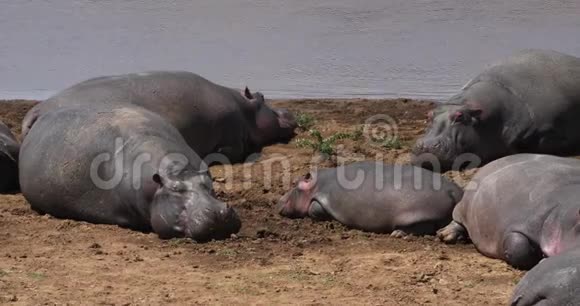河马河马两栖动物站在河边的群肯尼亚的马赛马拉公园视频的预览图
