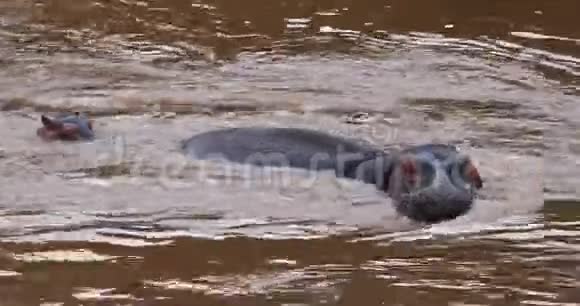 河马河马两栖动物河流中的母亲和小牛肯尼亚的马赛马拉公园视频的预览图