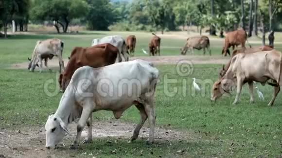 泰国牛在田里吃草视频的预览图