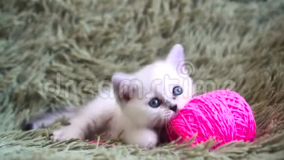 可爱的白色小猫在家里的沙发上玩粉红色的纱线球视频的预览图