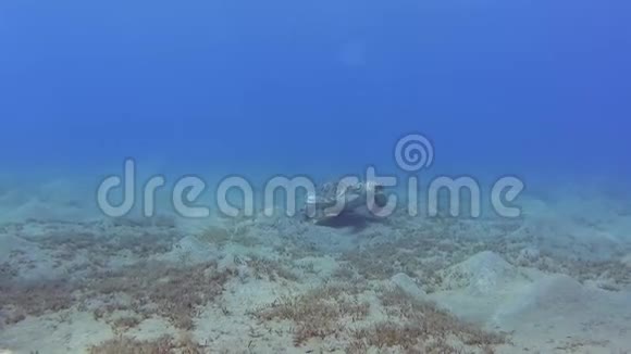 大型绿海龟在热带海浅泻湖游泳视频的预览图