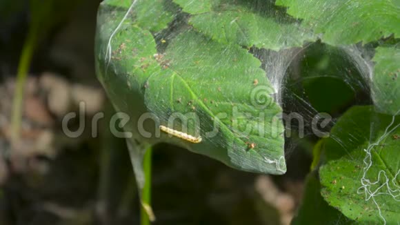 在蜘蛛网组织覆盖的植物叶片表面爬行的鸟樱桃幼虫视频的预览图