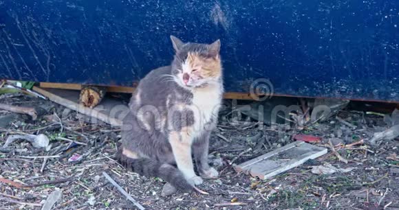 老猫坐在蓝色垃圾箱附近散落的地上视频的预览图