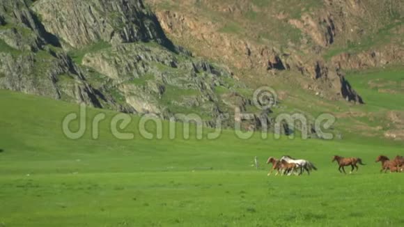 美丽的马跑在山谷上山区视频的预览图