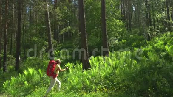 那个带着红色背包和追踪棍子的旅行者的女人走在木头上山区视频的预览图