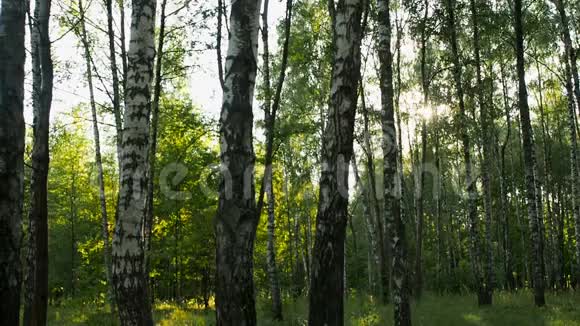 日落时的桦树林视频的预览图