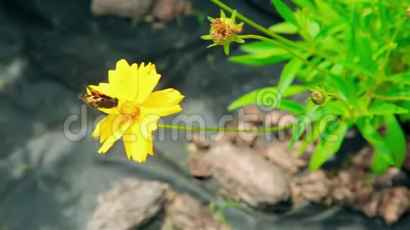 蝴蝶从黄花中收集花粉视频的预览图