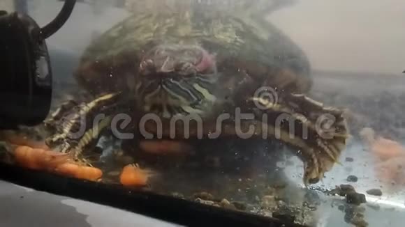 水龟在水族馆吃虾视频的预览图