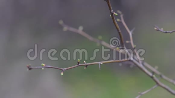 年轻的苹果枝在春天带着年轻的绿叶在花园里随风摇曳视频的预览图