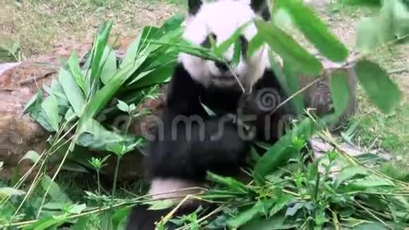 一只可爱的大熊猫吃竹子动物园视频的预览图
