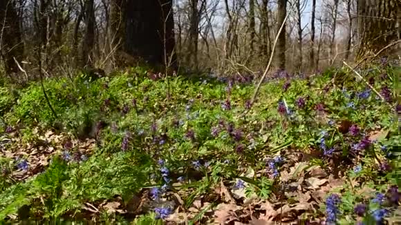 美丽的花在森林里蜜蜂在公园里给紫色和蓝色的花授粉视频的预览图