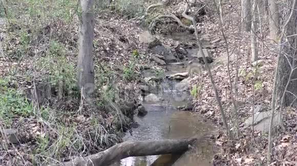 查塔霍切河GA倾斜在一条从树林中流过的小溪上视频的预览图
